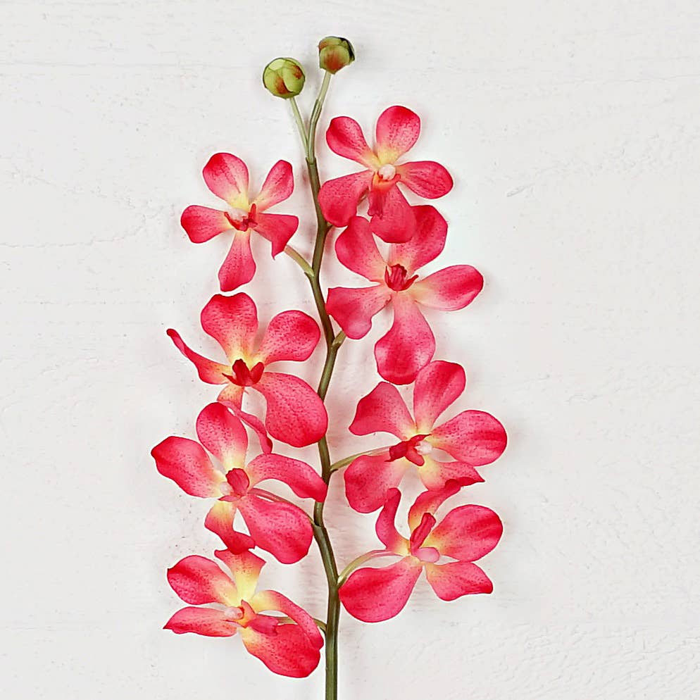 IT006AP- 24" Orchid spray- Apricot