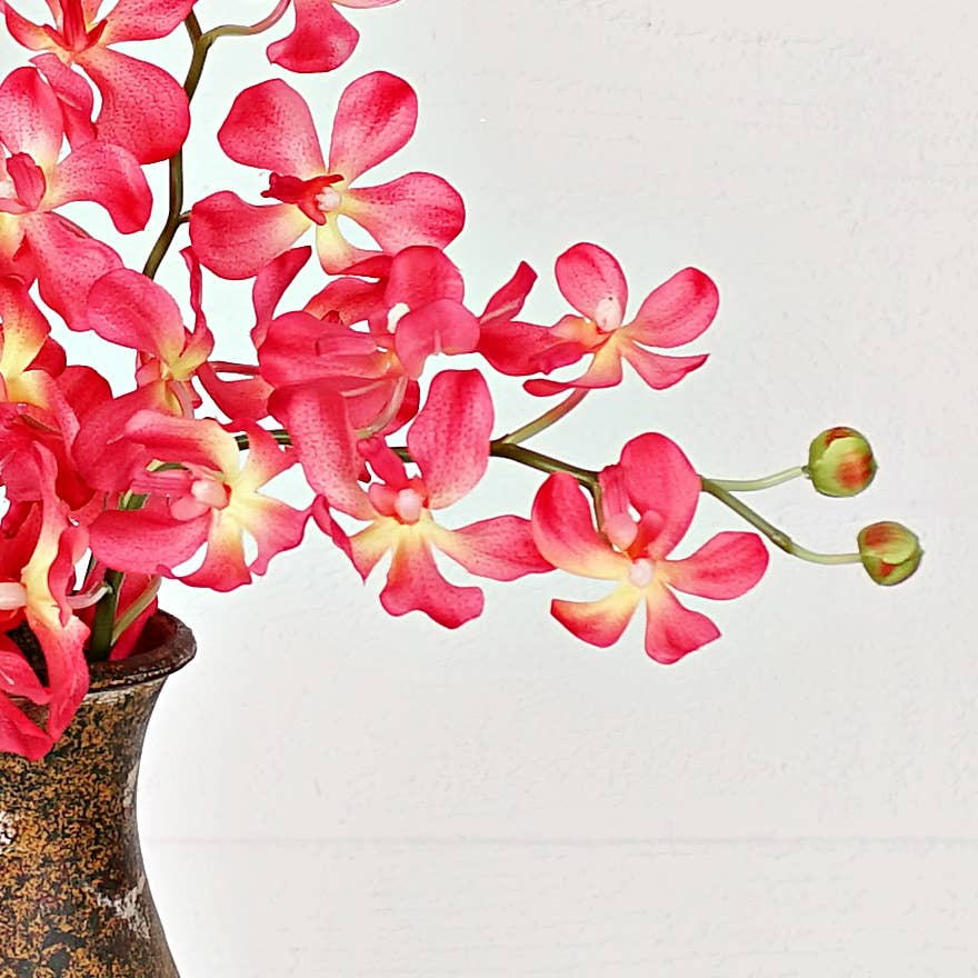 IT006AP- 24" Orchid spray- Apricot