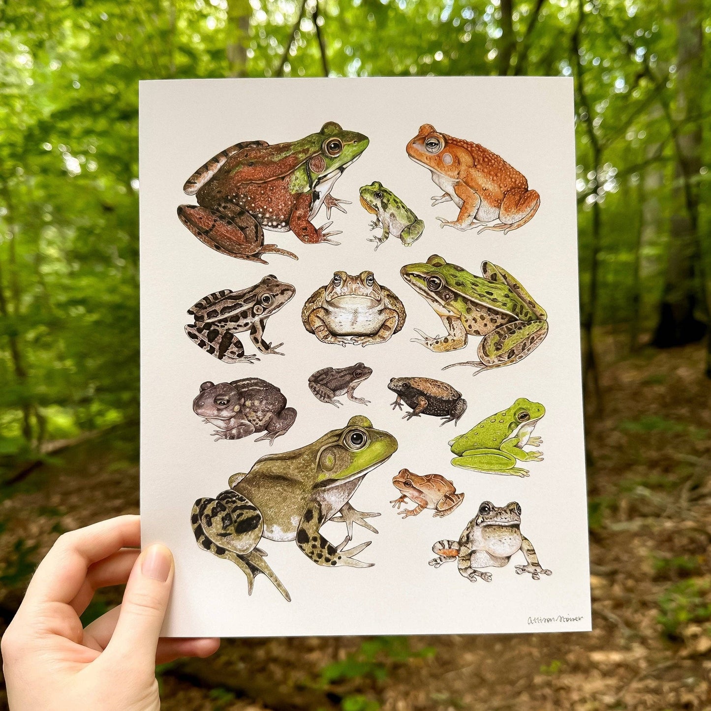 Frogs and Toads Art Print (8"x10")